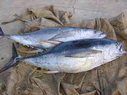 how to cut tuna
